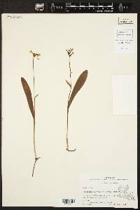 Platanthera clavellata image