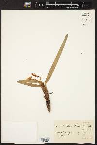 Image of Maxillaria imbricata