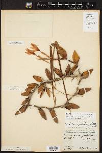 Maxillaria pulchra image