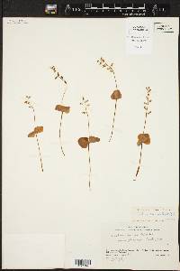 Listera cordata image