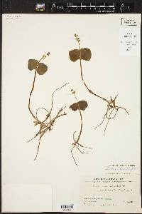 Listera cordata image