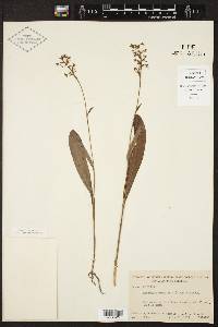 Platanthera clavellata image