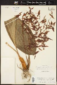 Image of Coryanthes macrantha