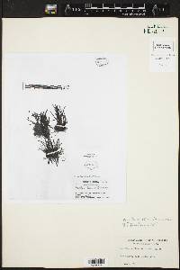 Maxillaria vittariifolia image