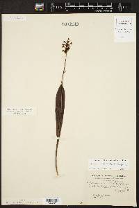 Platanthera clavellata image