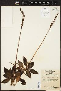 Goodyera oblongifolia image