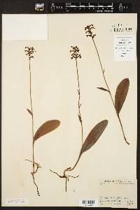 Platanthera clavellata image