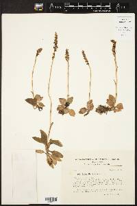 Epipactis repens image