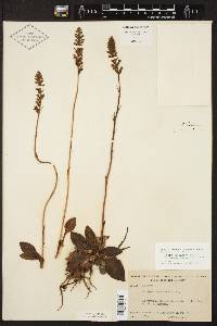 Neottia pubescens image