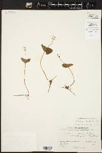 Listera cordata image