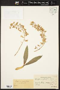 Gomesa planifolia image