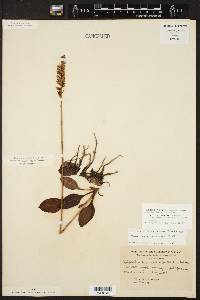 Neottia pubescens image