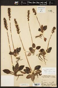 Neottia pubescens image