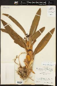 Maxillaria elatior image