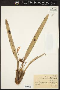 Image of Maxillaria ochroleuca