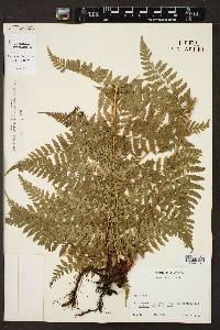 Dryopteris patula image