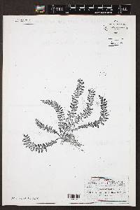 Asplenium pringlei image