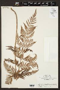 Dryopteris patula image