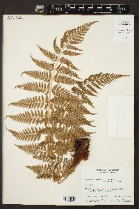 Dryopteris patula image