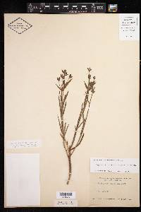 Euphorbia inundata image