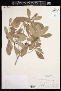 Gymnanthes lucida image