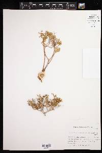 Euphorbia acanthothamnos image