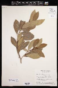 Gymnanthes lucida image