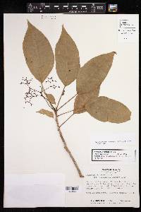 Jatropha divaricata image