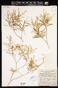 Croton linearis image