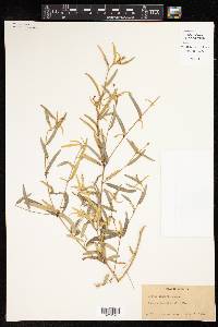 Croton linearis image