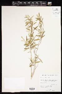 Croton linearis image