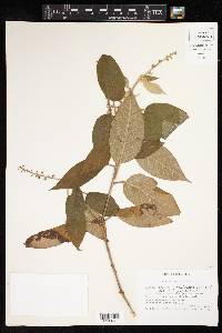 Croton lasiopetaloides image