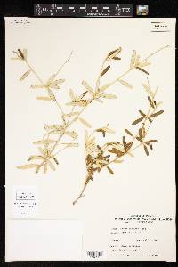 Croton linearis image