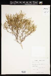 Croton linearis image