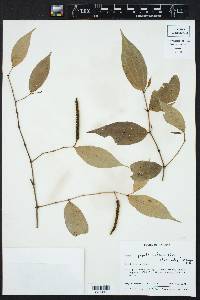 Piper pseudolindenii image