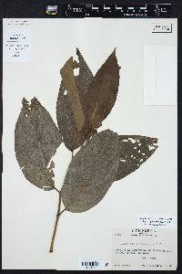 Piper jacquemontianum image