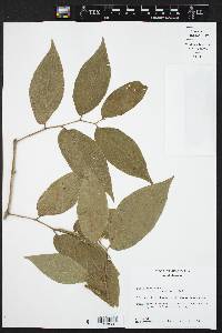 Piper hispidum image