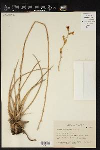 Dyckia remotiflora var. montevidensis image