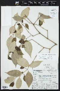 Piper sempervirens image