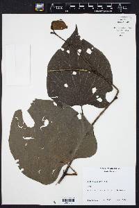 Piper marginatum image
