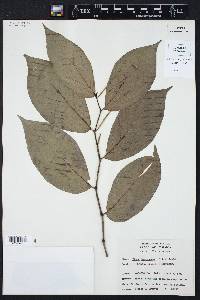 Piper arboreum subsp. arboreum image