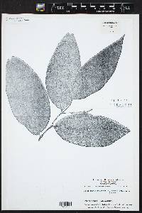 Piper multinervium image