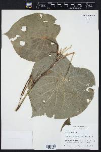 Pothomorphe peltata image