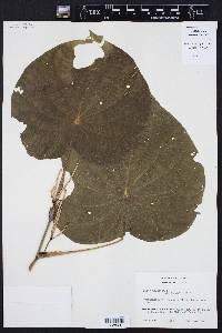 Pothomorphe peltata image