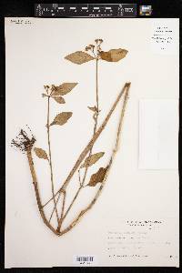 Euphorbia insulana image