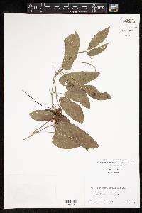 Dalechampia cissifolia image