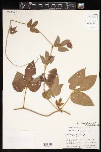 Dalechampia scandens image