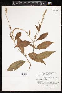 Croton hostmannii image
