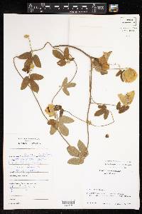 Dalechampia tiliifolia image