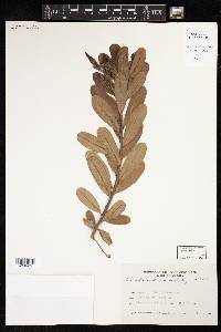 Image of Thevetia bicornuta